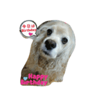 お嬢様犬の日常（個別スタンプ：14）