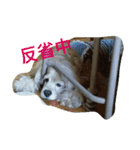お嬢様犬の日常（個別スタンプ：15）