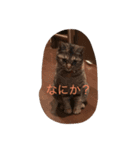 可愛い可愛いにゃんこ（個別スタンプ：1）