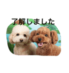 トイプードル とのとひめか（個別スタンプ：6）