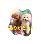 トイプードル とのとひめか（個別スタンプ：7）
