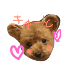 シャノンとぽろん（個別スタンプ：1）