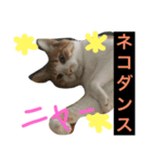シャノンとぽろん（個別スタンプ：2）