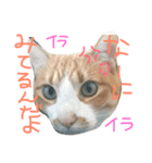シャノンとぽろん（個別スタンプ：8）