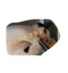 Poisonous tongue cat.（個別スタンプ：3）
