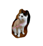 Poisonous tongue cat.（個別スタンプ：6）