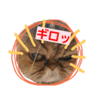 うちのこ一番（個別スタンプ：13）