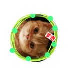 うちのこ一番（個別スタンプ：14）
