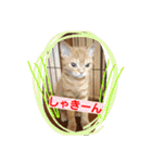 うちのこ一番（個別スタンプ：15）