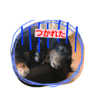 うちのこ一番（個別スタンプ：34）