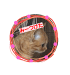 うちのこ一番（個別スタンプ：36）