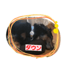 うちのこ一番（個別スタンプ：39）