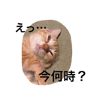 しーとちゃずのスタンプ（個別スタンプ：6）