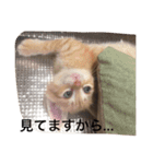 しーとちゃずのスタンプ（個別スタンプ：8）