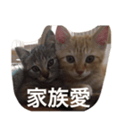 しーとちゃずのスタンプ（個別スタンプ：15）