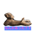 ぷっぷのつぶやき（個別スタンプ：3）