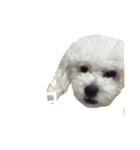 chirachira（個別スタンプ：8）