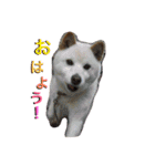 ひなた(ヨーキー) 時々 もも(白柴)（個別スタンプ：1）