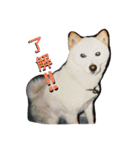 ひなた(ヨーキー) 時々 もも(白柴)（個別スタンプ：5）