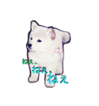 ひなた(ヨーキー) 時々 もも(白柴)（個別スタンプ：7）