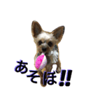 ひなた(ヨーキー) 時々 もも(白柴)（個別スタンプ：8）
