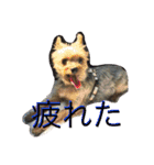 ひなた(ヨーキー) 時々 もも(白柴)（個別スタンプ：9）