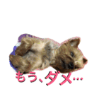 ひなた(ヨーキー) 時々 もも(白柴)（個別スタンプ：10）