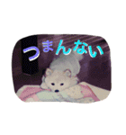 ひなた(ヨーキー) 時々 もも(白柴)（個別スタンプ：12）