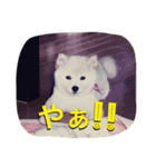 ひなた(ヨーキー) 時々 もも(白柴)（個別スタンプ：14）