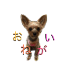 ひなた(ヨーキー) 時々 もも(白柴)（個別スタンプ：15）