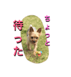 ひなた(ヨーキー) 時々 もも(白柴)（個別スタンプ：16）