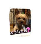 ひなた(ヨーキー) 時々 もも(白柴)（個別スタンプ：17）