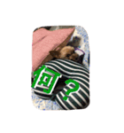 ひなた(ヨーキー) 時々 もも(白柴)（個別スタンプ：18）