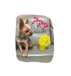 ひなた(ヨーキー) 時々 もも(白柴)（個別スタンプ：19）