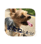ひなた(ヨーキー) 時々 もも(白柴)（個別スタンプ：24）