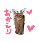 catdoog（個別スタンプ：1）
