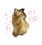 catdoog（個別スタンプ：2）