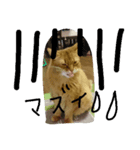 catdoog（個別スタンプ：3）