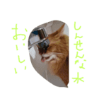 catdoog（個別スタンプ：4）