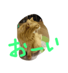 catdoog（個別スタンプ：5）