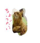 catdoog（個別スタンプ：7）