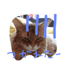 catdoog（個別スタンプ：8）