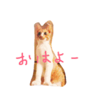 もんのすけ君（個別スタンプ：1）