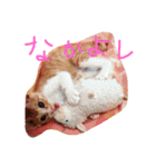 もんのすけ君（個別スタンプ：2）