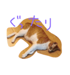 もんのすけ君（個別スタンプ：8）