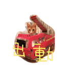 もんのすけ君（個別スタンプ：11）