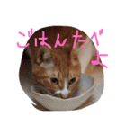 もんのすけ君（個別スタンプ：12）