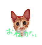 もんのすけ君（個別スタンプ：15）