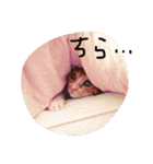 もんのすけ君（個別スタンプ：16）