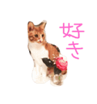 もんのすけ君（個別スタンプ：21）